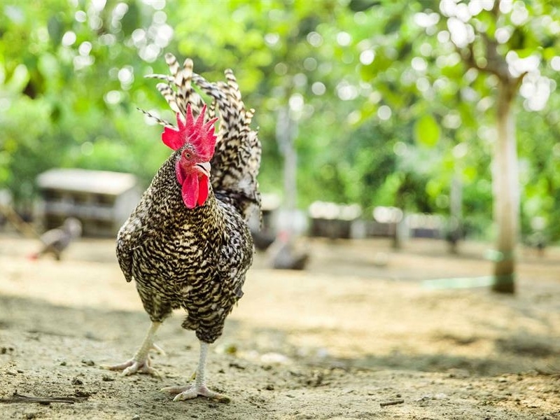 養殖遇到濕冷環境 專家教你解決方案