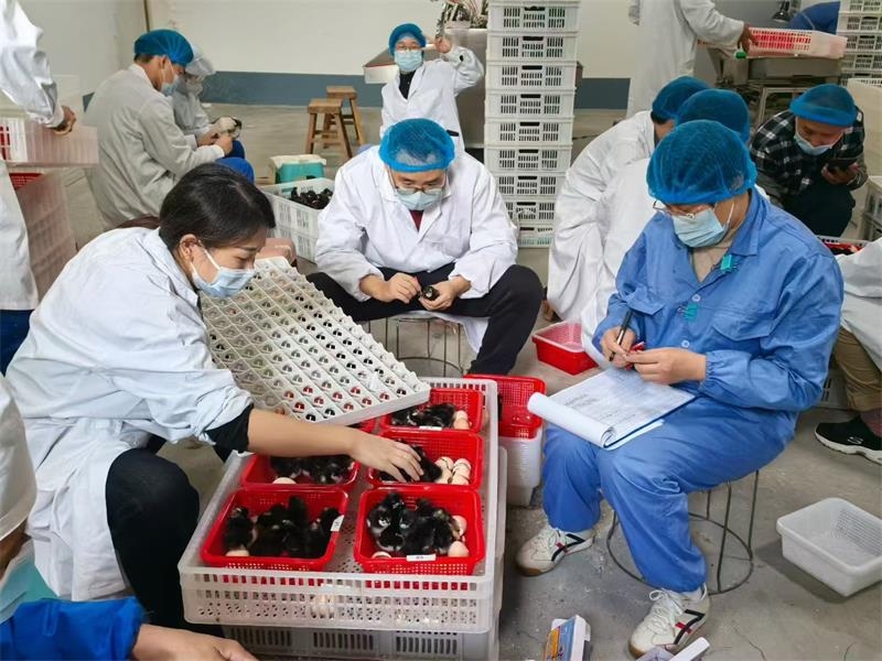 山東省農(nóng)科院家禽所育種團(tuán)隊(duì)來金秋農(nóng)牧公司開展育種工作